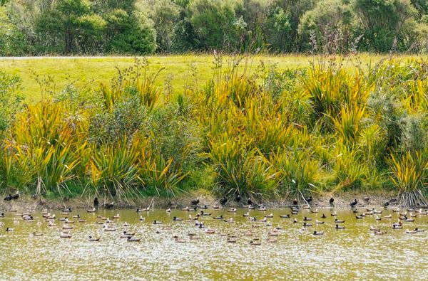 Redvale’s stormwater ponds